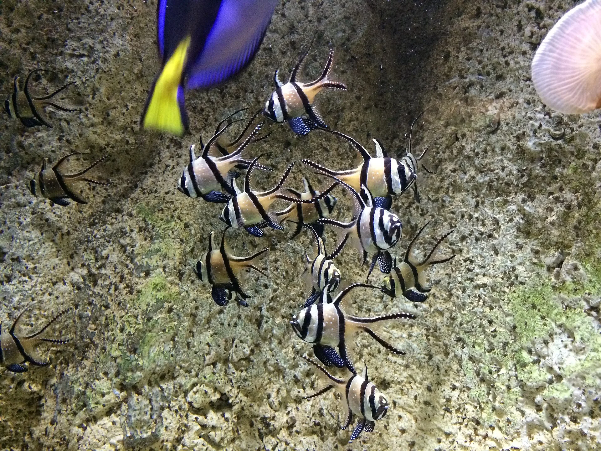 Cardenal de Banggai
