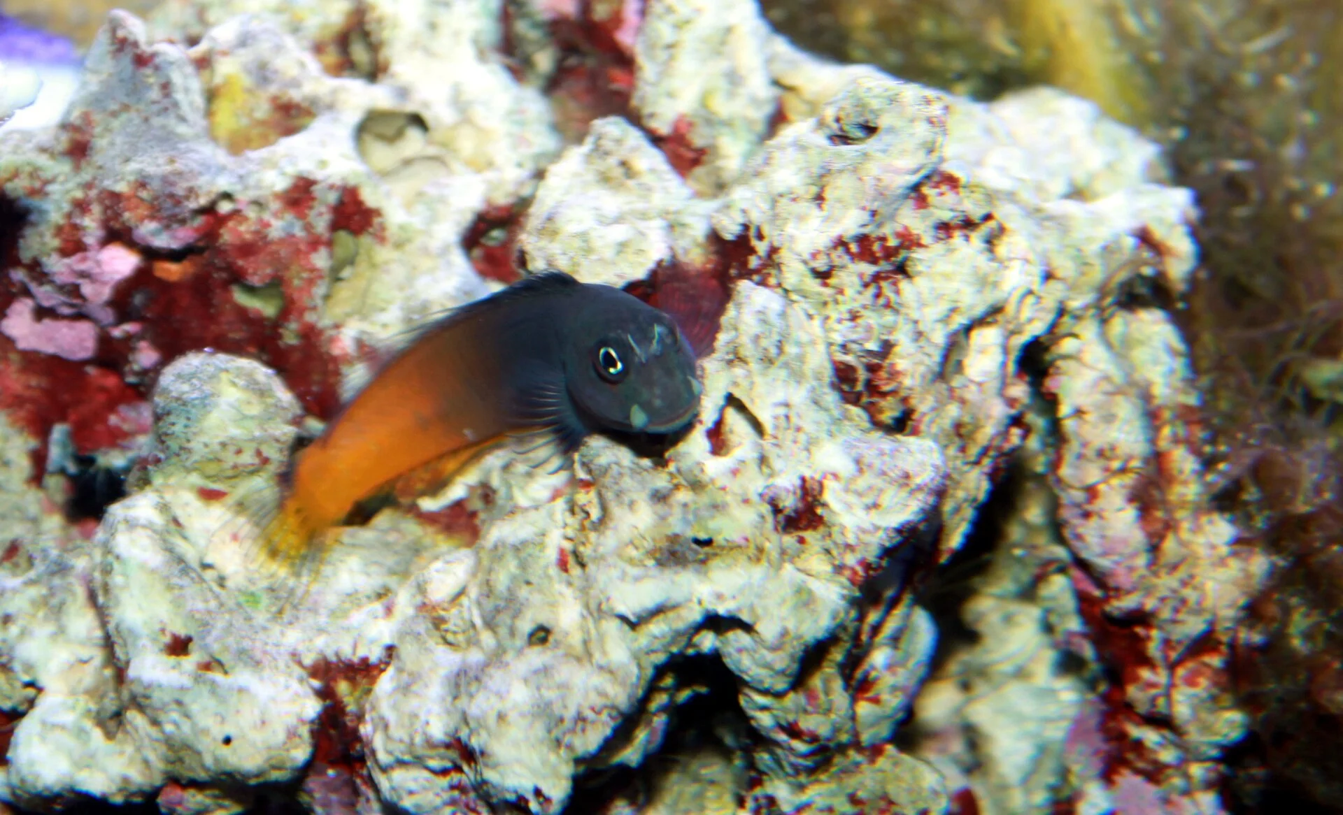 Blenio bicolor