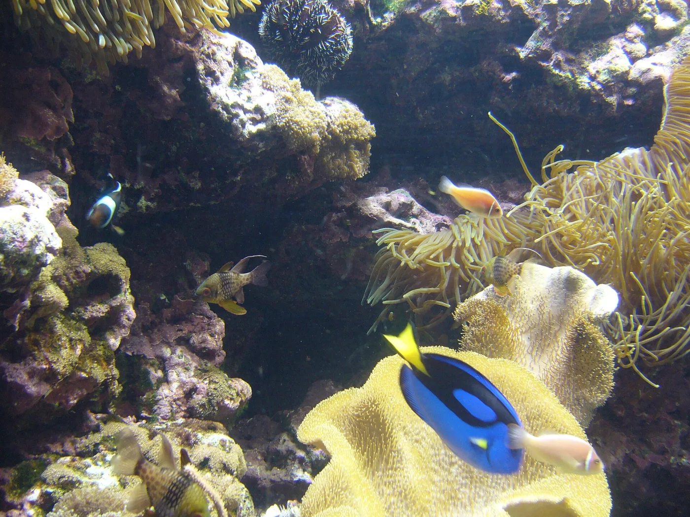 Cirujano azul mediano