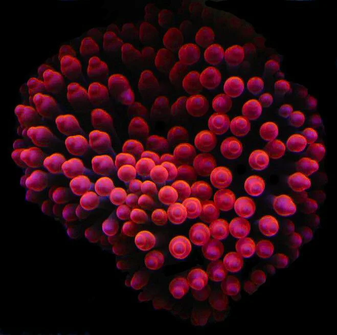 Anémona burbuja rosa
