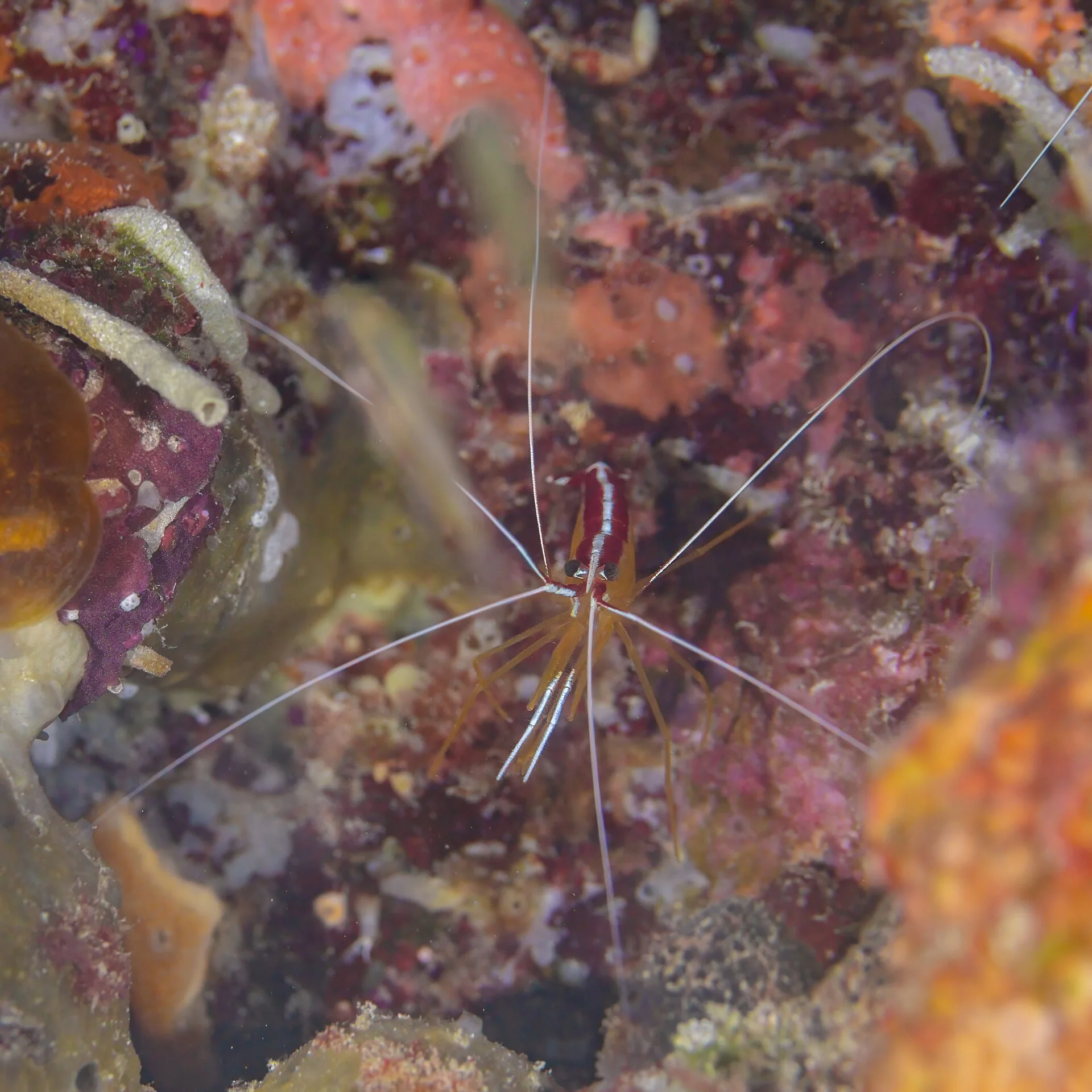 Camarón limpiador escarlata