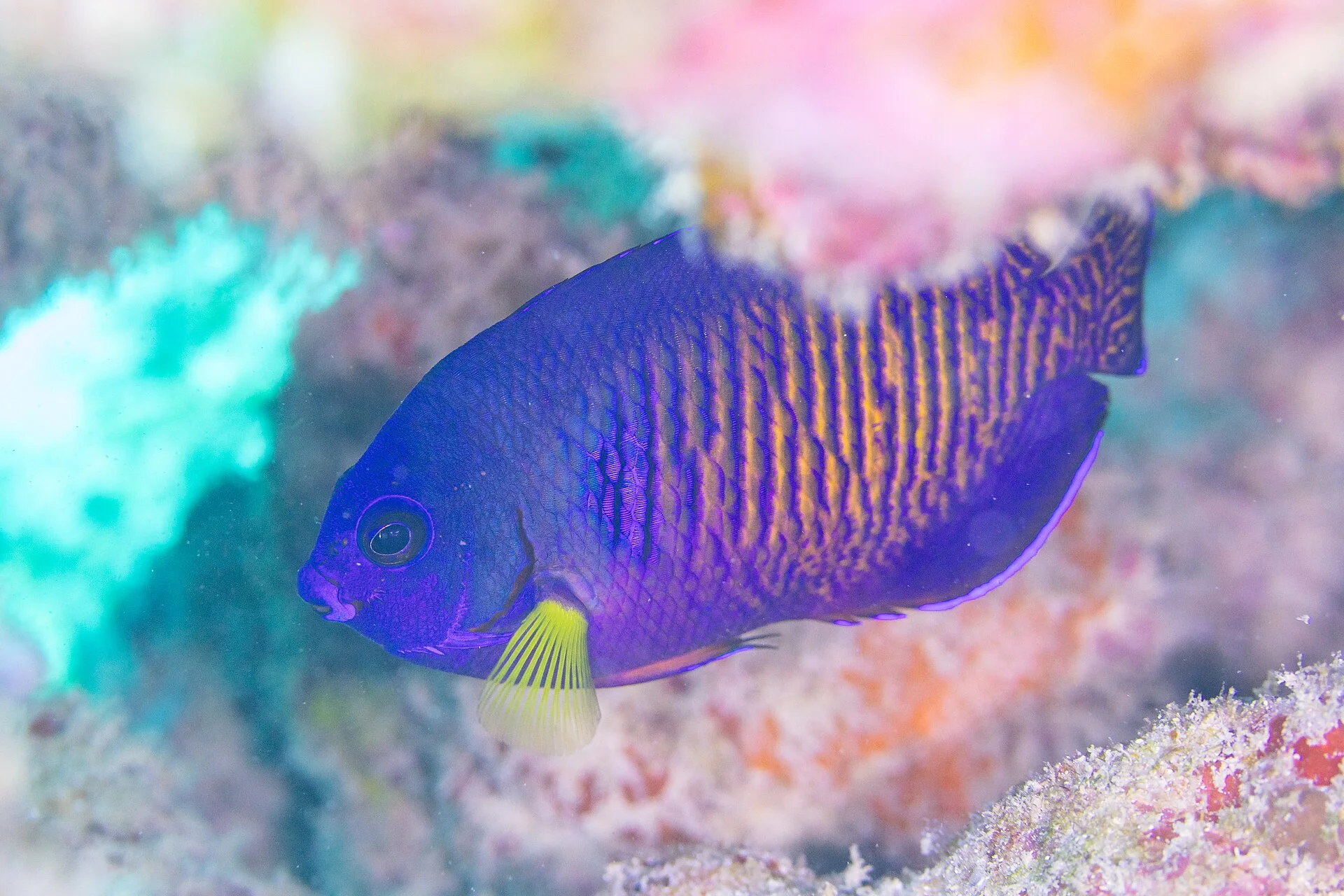 Ángel Coral Beauty