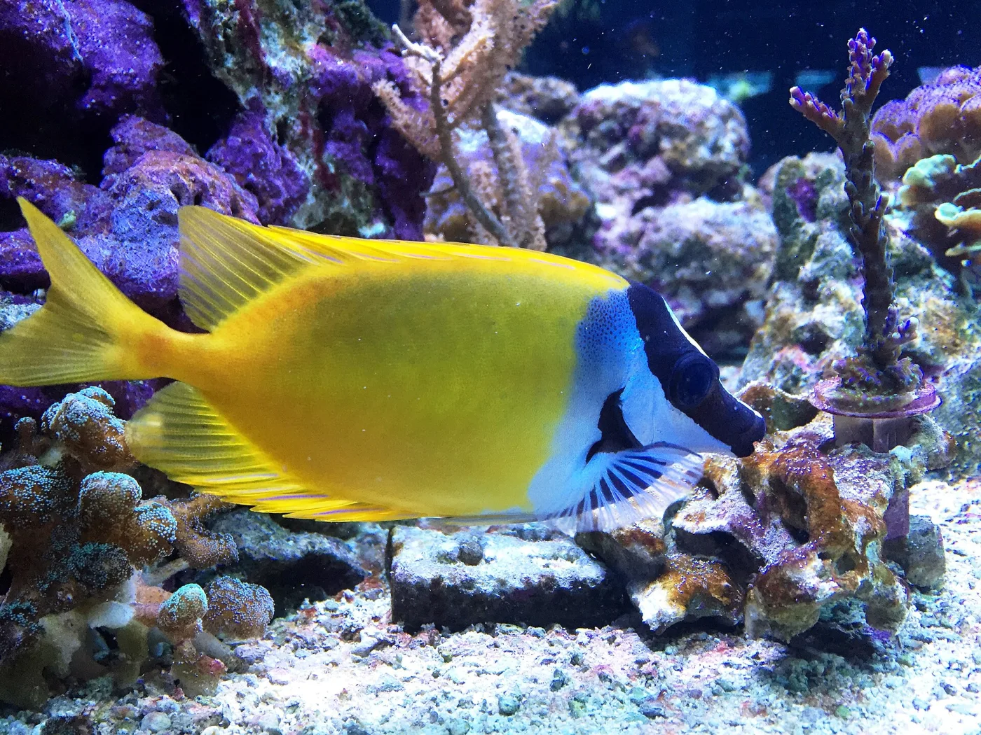 Foxface Magnificus