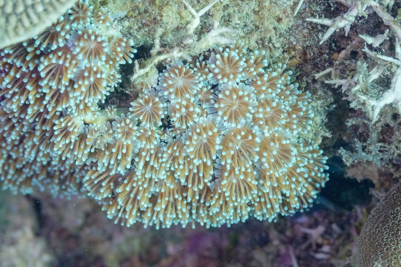 Coral Galaxea