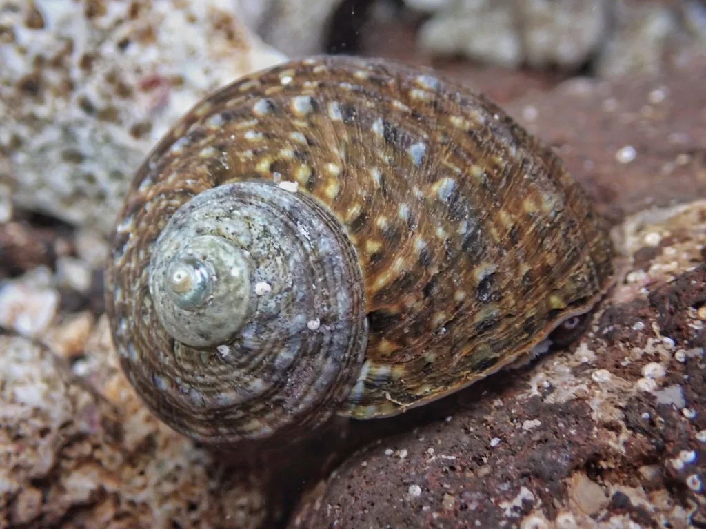 Caracol Turbo mexicano