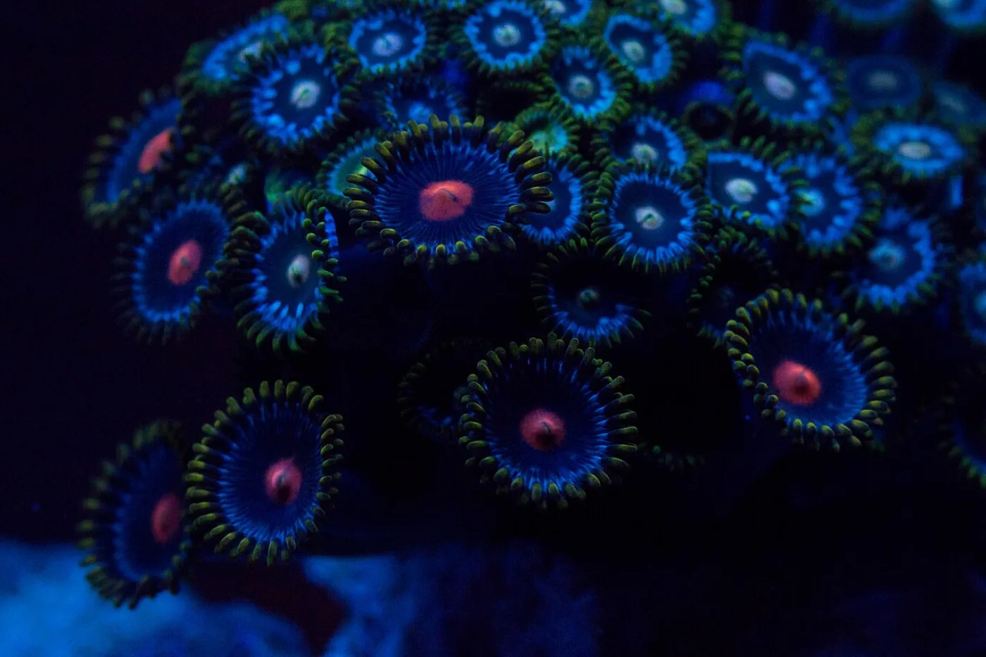 Zoanthus Dragon Eye